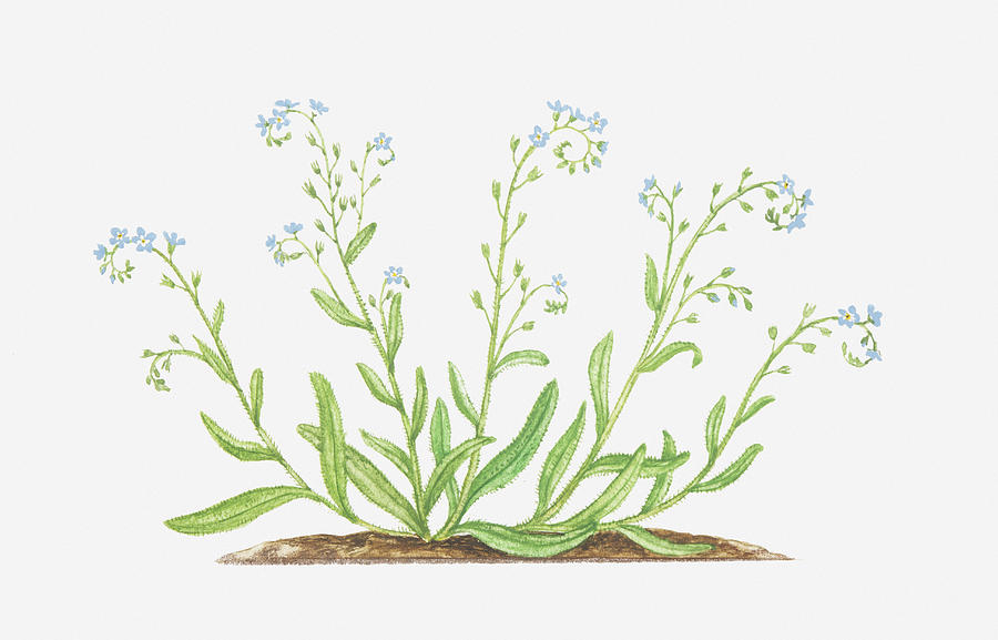 Illustration Of Myosotis Arvensis (field Forget-me-not), Wildflowers Digital Art by Tricia Newell