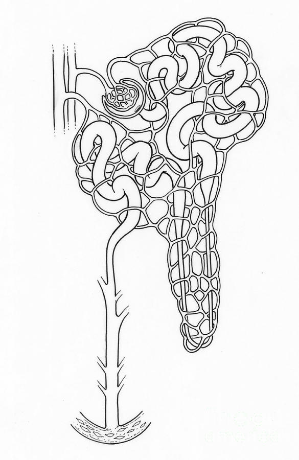 Illustration Of Nephron Photograph by Science Source