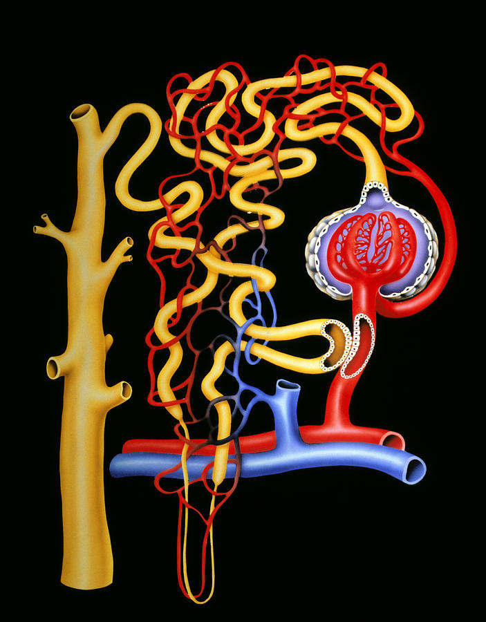 Nephron Diagram