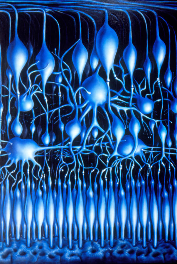 Illustration Of Nerve Cells In Mammalian Retina Photograph By Francis Leroy Biocosmos Pixels 8541