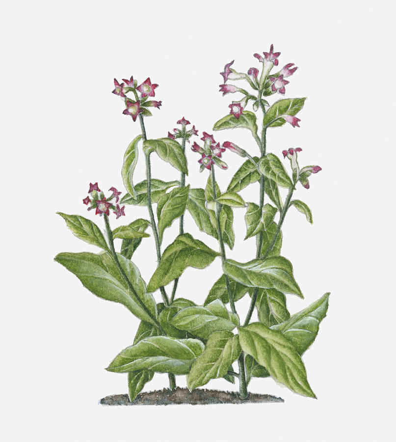Illustration Of Nicotiana Tabacum (tobacco) Bearing Pink-white Flowers On Long Stems With Green Leaves Digital Art by Ruth Hall