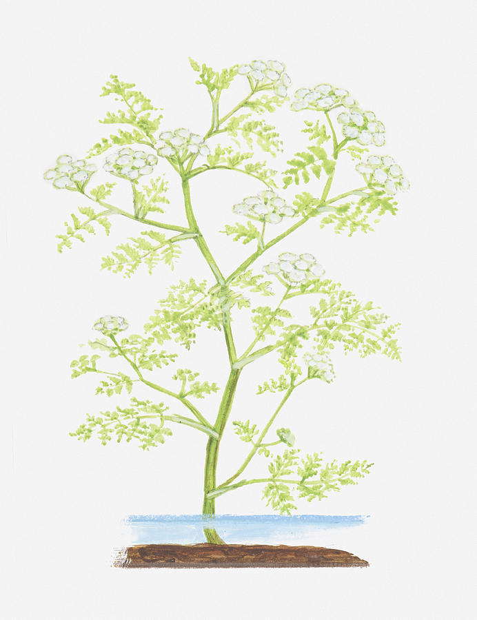 Illustration Of Oenanthe Aquatica (fine-leaved Water-dropwort), Aquatic Plant Digital Art by Ann Winterbotham