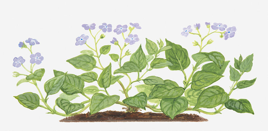 Flowers Still Life Digital Art - Illustration Of Omphalodes Verna (blue-eyed Mary), Leaves And Purple Flowers by Dorling Kindersley