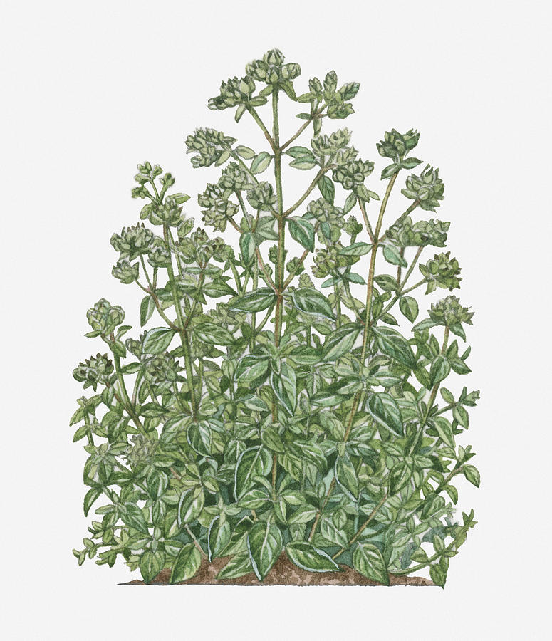 Illustration Of Origanum Majorana (marjoram) Bearing Green Flowers And Leaves On Tall Stems Digital Art by Julia Cobbald