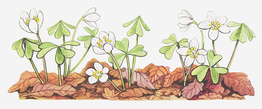 Illustration Of Oxalis Acetosella (wood Sorrel), Flowers And Leaves Growing On Forest Floor Digital Art by Michelle Ross