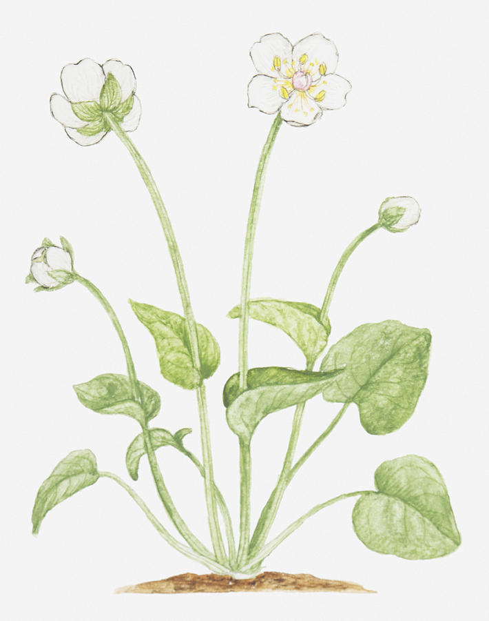 Illustration Of Parnassia Palustris (grass Of Parnassus), Wildflower Digital Art by Tricia Newell