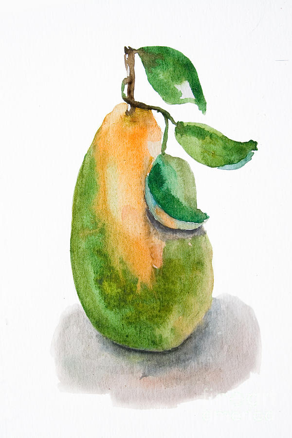 Illustration of pear  Painting by Regina Jershova
