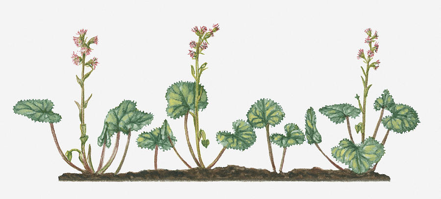 Illustration Of Petasites Fragrans (winter Heliotrope) With Pinks Flowers And Green Leaves On Upright Stems Digital Art by Valerie Price