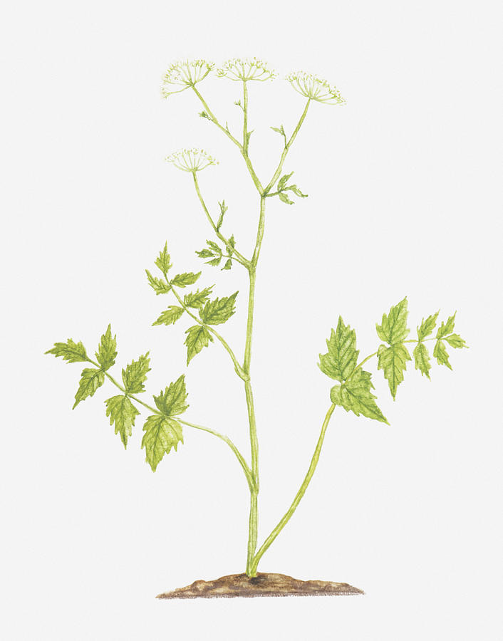 Illustration Of Pimpinella Major (greater Burnet-saxifrage) Digital Art by Tricia Newell