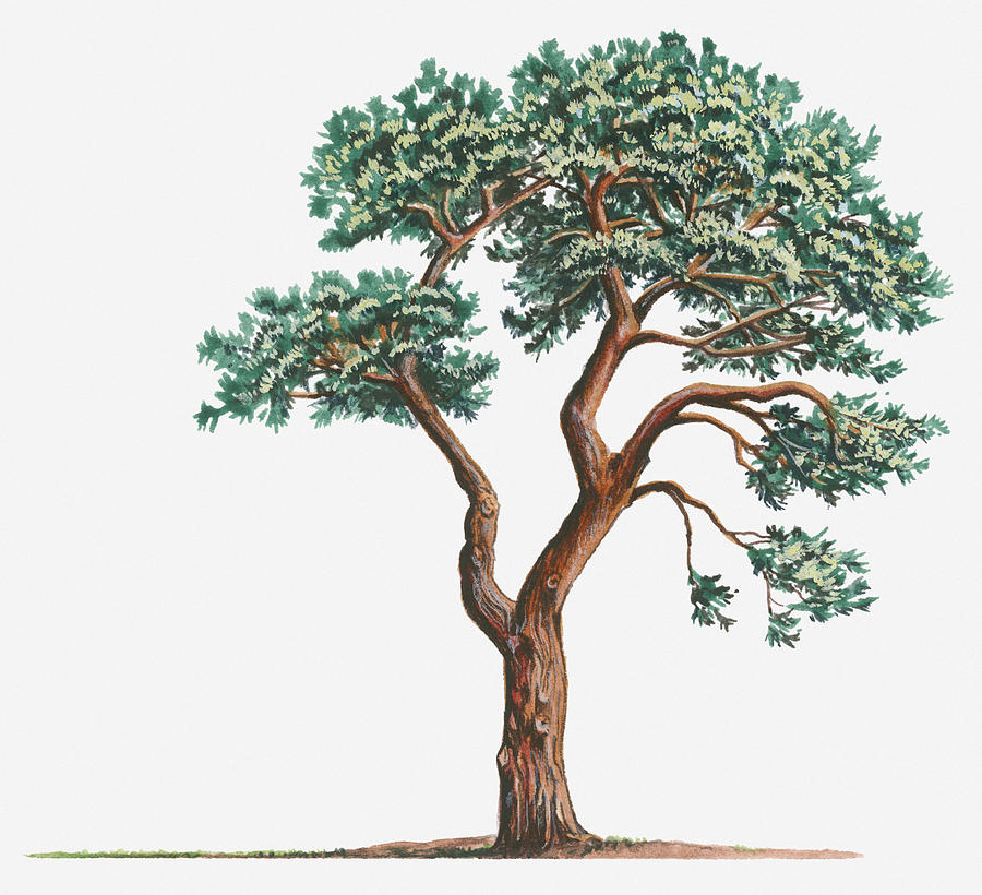 Illustration Of Pinus Sylvestris (scotch Pine) Evergreen Coniferous Tree Digital Art by Matthew Ward