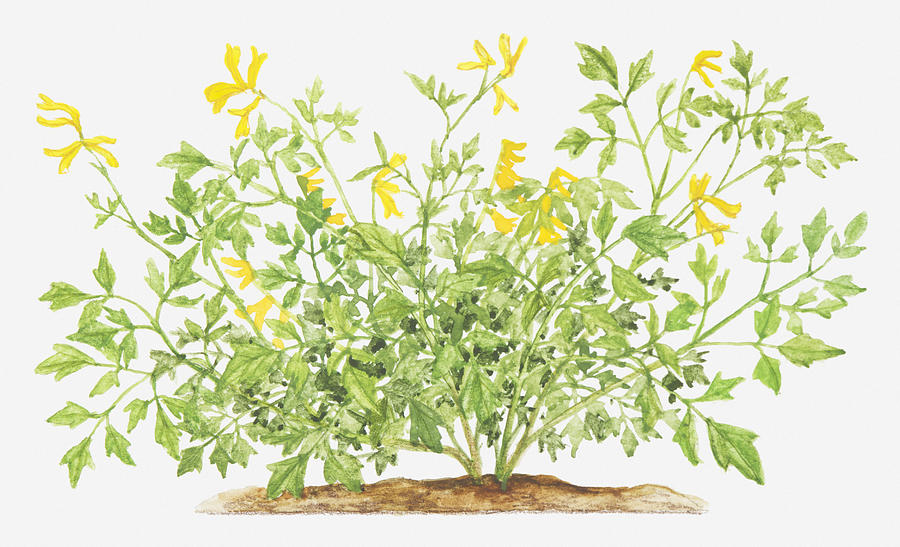 Illustration Of Pseudofumaria Lutea (yellow Cordialis), Wildflowers Digital Art by Dorling Kindersley