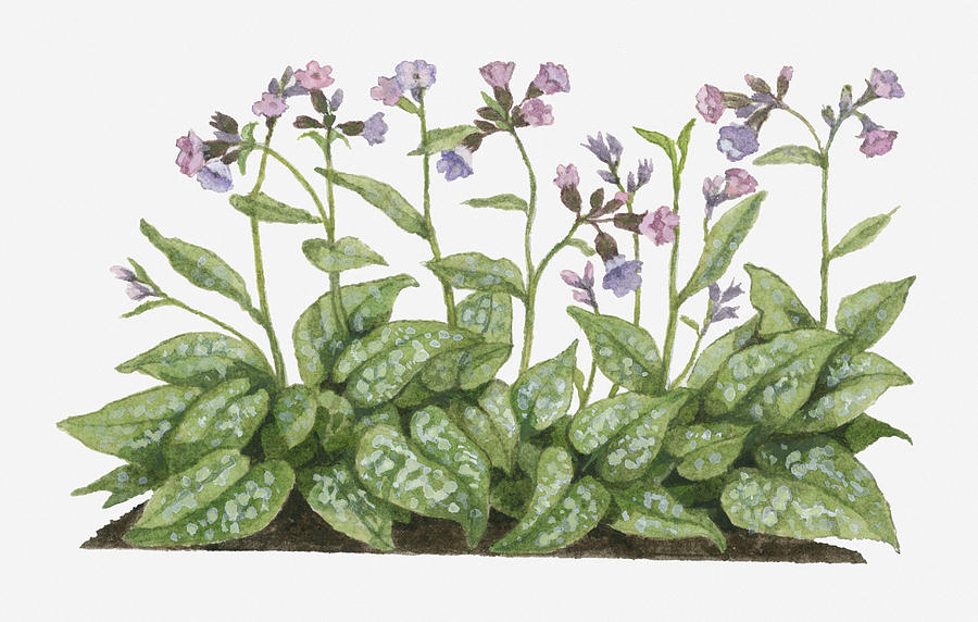 Illustration Of Pulmonaria Officinalis (lungwort) Bearing Pink-purple Flowers On Long Stems Digital Art by Barbara Walker