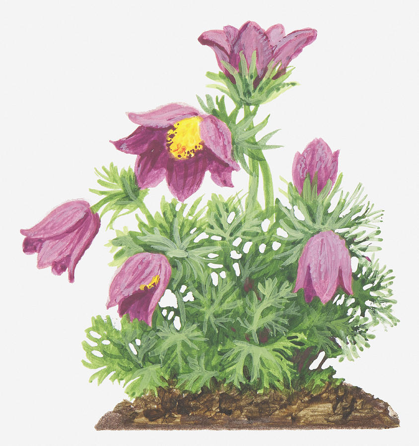 Illustration Of Pulsatilla Vulgaris (pasque Flower), Pink Flowers Digital Art by Ann Winterbotham
