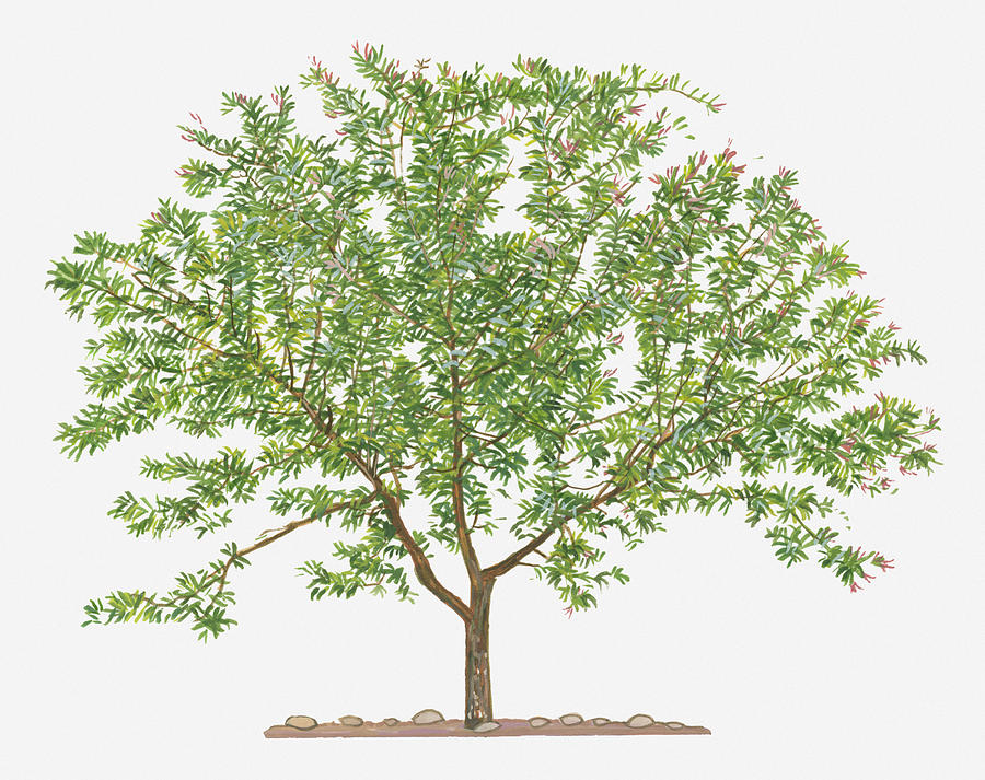Illustration Of Punica Protopunica (pomegranate) Evergreen Tree Digital Art by David More