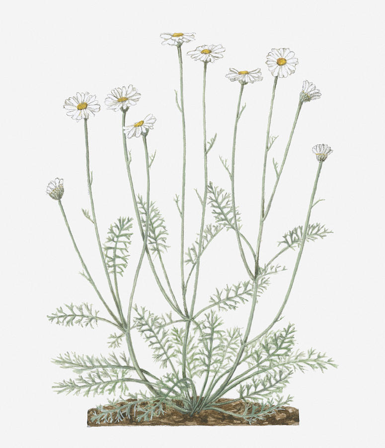 Illustration Of Pyrethrum Or Tanacetum Cinerariifolium (dalmatian Chrysanthemum) Bearing White Daisy-like Flowers On Tall Stems With Small Green Leaves Below Digital Art by Evelyn Binns