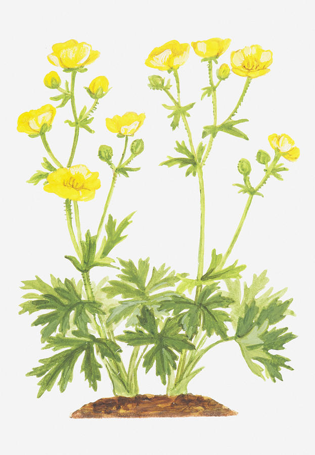 Illustration Of Ranunculus Aris (meadow Buttercup), Yellow Flowers Digital Art by Ann Winterbotham