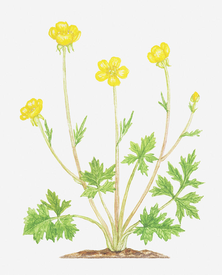 Illustration Of Ranunculus Bulbosus (bulbous Buttercup), Yellow Flowers Digital Art by Tricia Newell