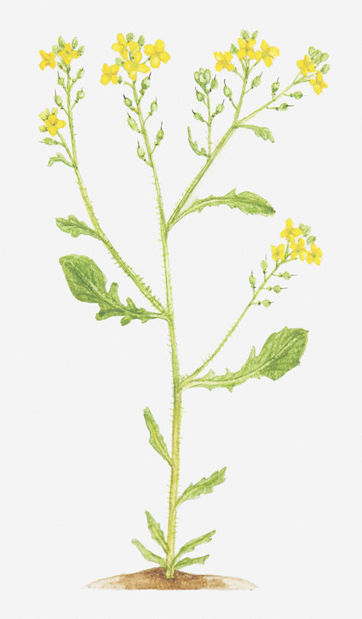 Illustration Of Rapistrum Rugosum (bastard Cabbage), Flowering Plant Digital Art by Tricia Newell