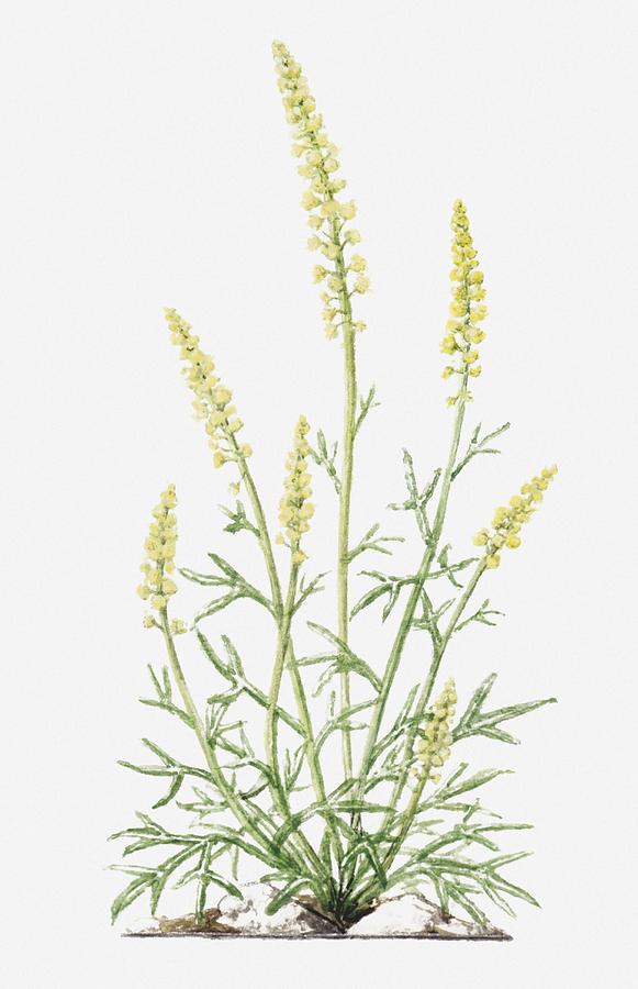 Illustration Of Reseda Lutea (wild Mignonette), Yellow Flower Spikes Digital Art by Evelyn Binns