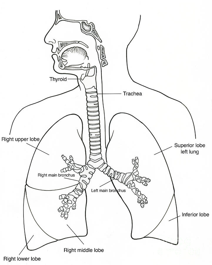 Illustration Of Respiratory System Photograph by Science Source