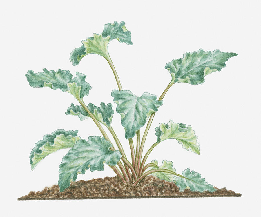 Illustration Of Rheum Officinale (rhubarb) With Large Leaves On Thick