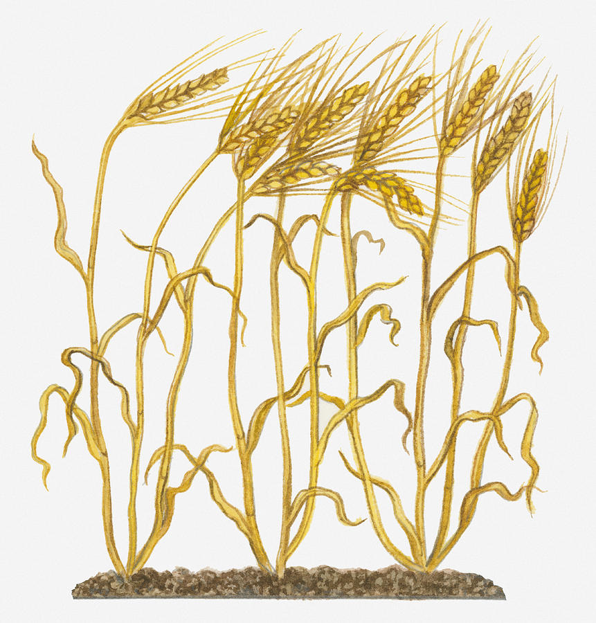 Illustration Of Ripe Hordeum Vulgare (barley) On Long Stems Digital Art by Michelle Ross