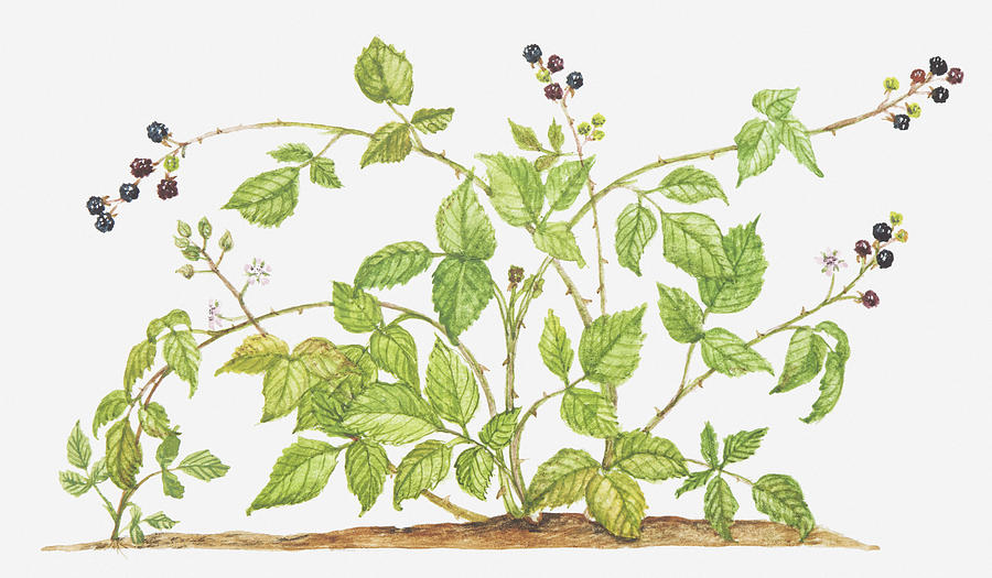 Illustration Of Rubus Fruticosus (blackberry, Brambleberry), Fruit