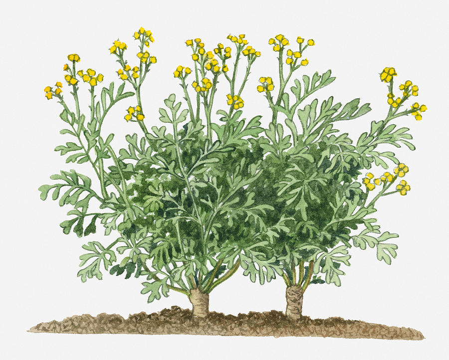 Illustration Of Ruta Graveolens (common Rue) With Yellow Flowers On Long Stems Digital Art by Michelle Ross