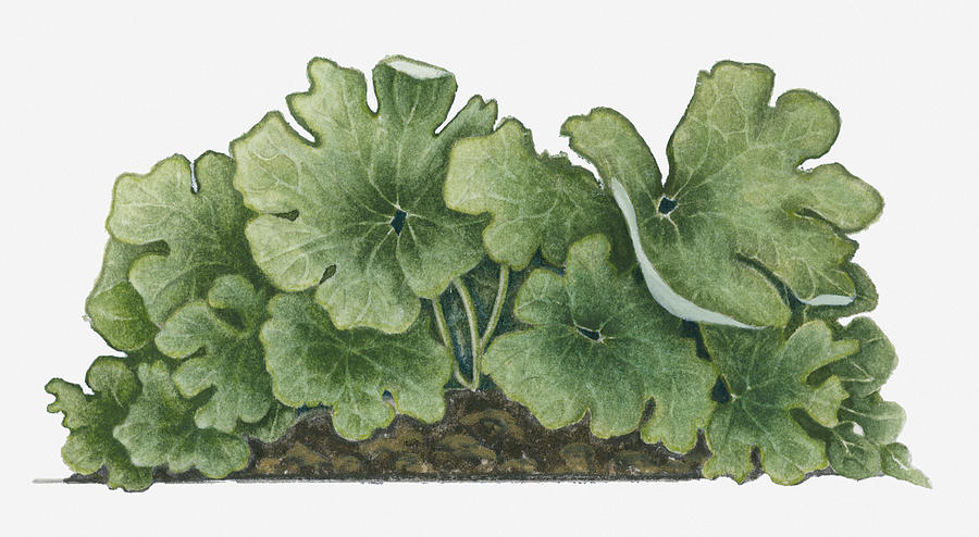 Illustration Of Sanguinaria Canadensis (blood Root) Bearing Large Multi-lobed Green Leaves Digital Art by Myra Giles