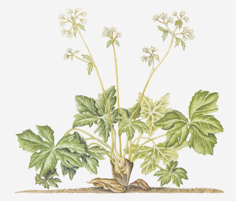 Illustration Of Sanicula Europaea (sanicle), Wildflowers Digital Art by Ruth Hall
