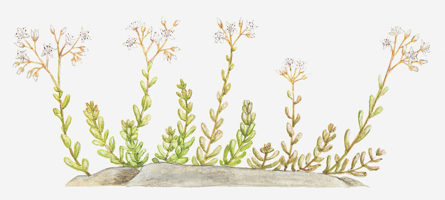 Illustration Of Sedum Album (white Stonecrop), Flowers And Leaves Digital Art by Tricia Newell