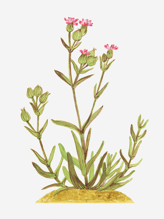 Illustration Of Silene Conica (sand Catchfly), Wildflowers Digital Art by Dorling Kindersley