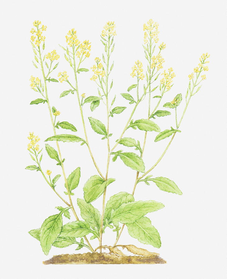 Illustration Of Sinapis Arvensis (charlock), Wildflowers Digital Art by Helen Senior