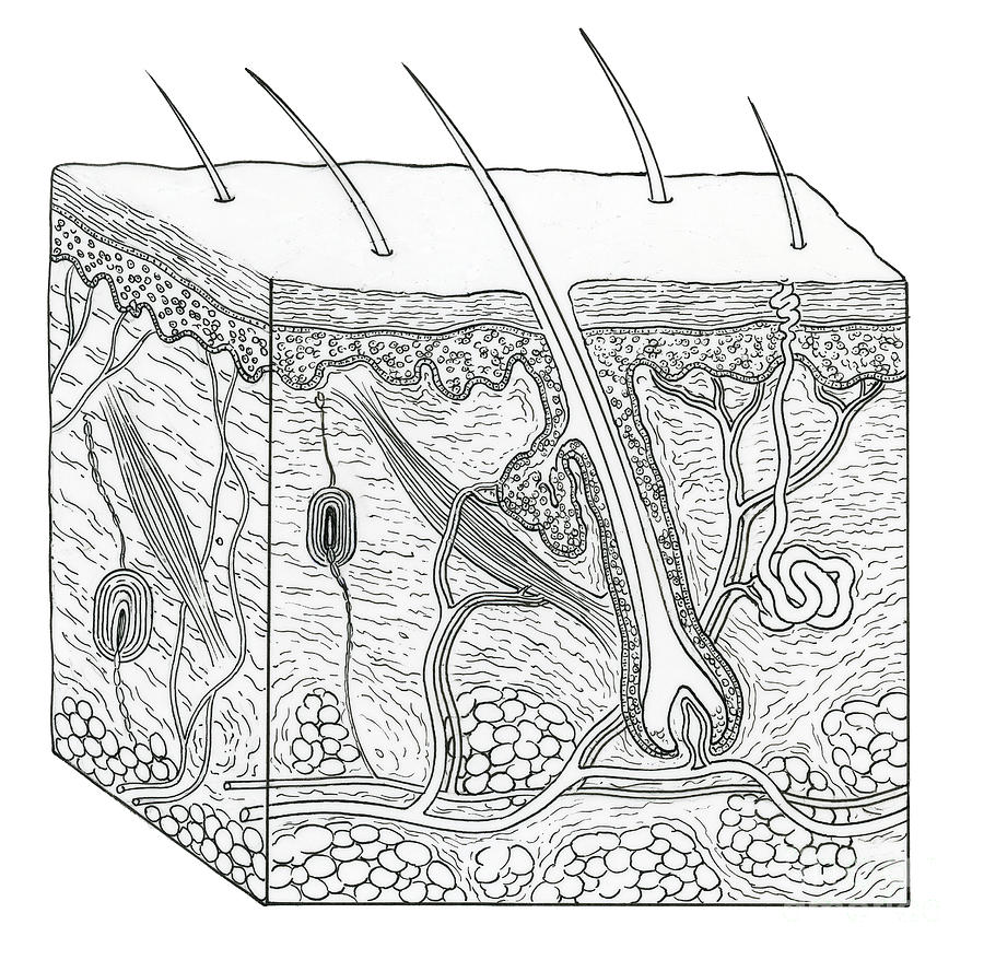 Illustration Of Skin Section Photograph by Science Source | Fine Art ...