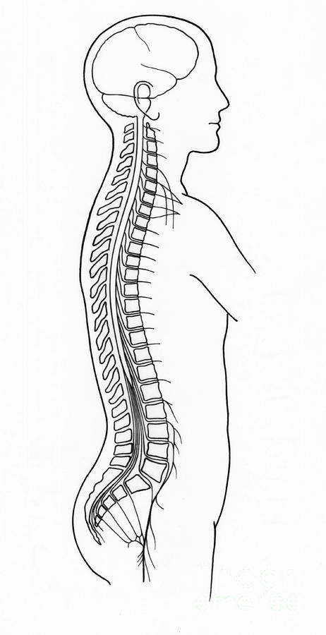 Illustration Of Spinal Nerves Photograph by Science Source