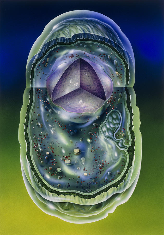 Microbiology Photograph - Illustration Of Structures Of A Typical B by John Bavosi
