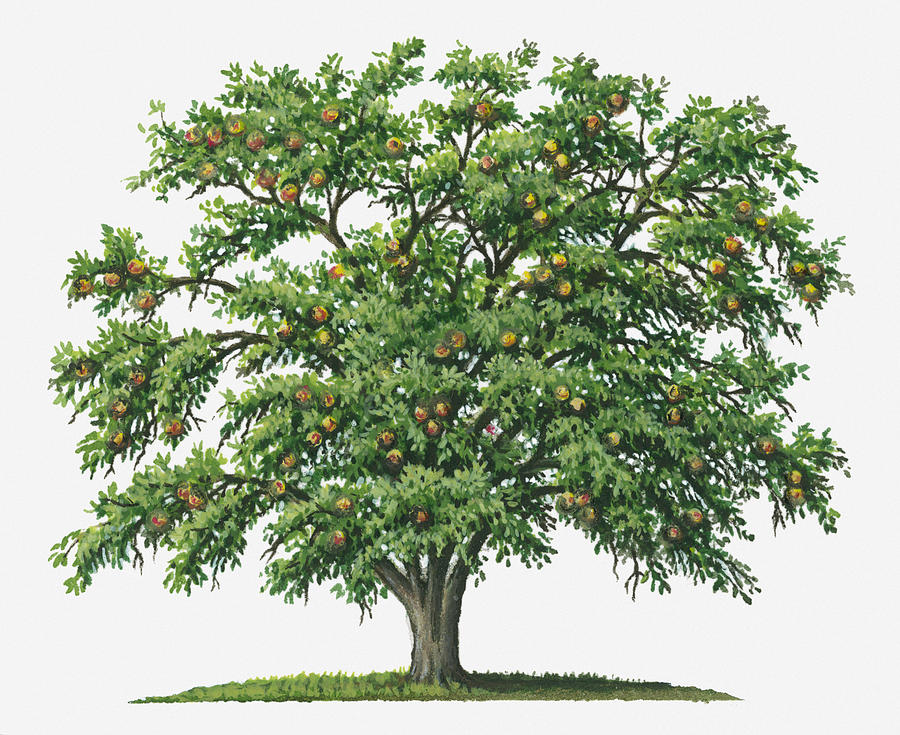 Illustration Of Strychnos Nux-vomica (strychnine) Tree Bearing Orange Fruit Digital Art by Sue Oldfield