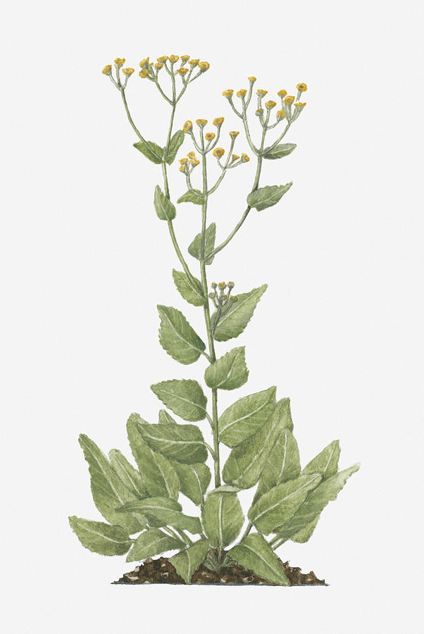 Illustration Of Tanacetum Balsamita, Or Balsamita Vulgaris (alecost) Bearing Yellow Button-like Flowers On Tall Stems With Green Leaves Below Digital Art by Evelyn Binns