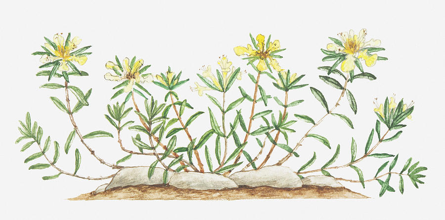 Illustration Of Teucrium Montanum (mountain Germander), Yellow Flowers Digital Art by Tricia Newell