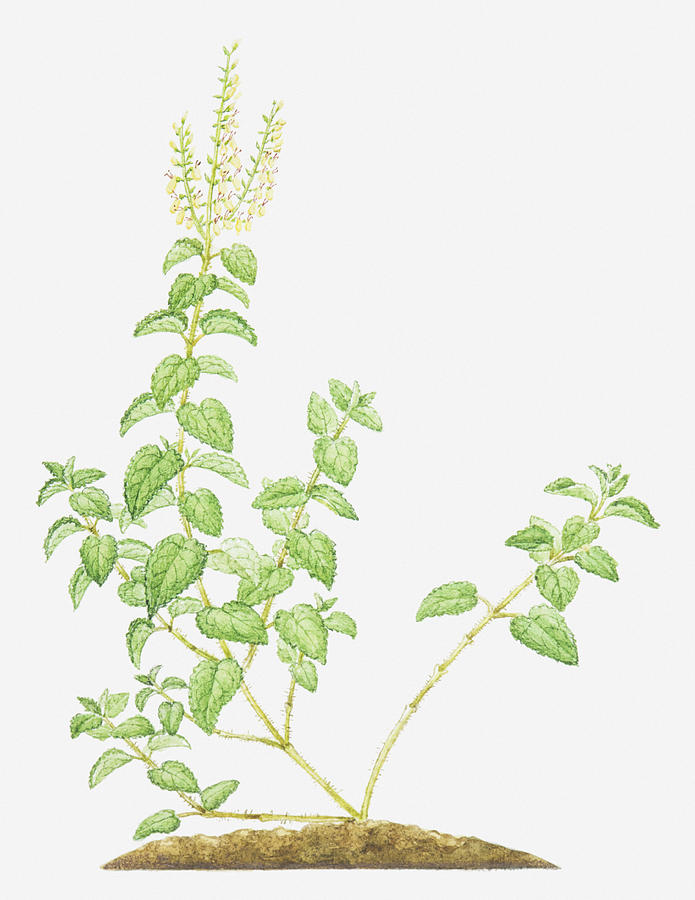 Illustration Of Teucrium Scorodonia (wood Sage, Woodland Germander), Flowers And Leaves Digital Art by Helen Senior