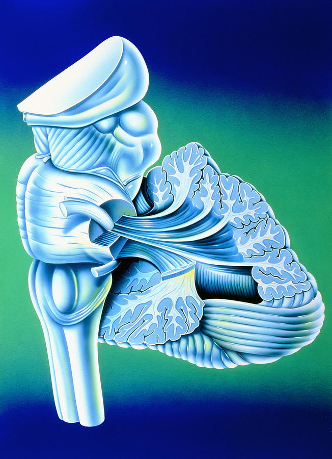 Illustration Of The Human Cerebellum And Brainstem Photograph By John Bavosi Fine Art America 9792