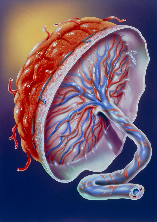 Illustration Of The Human Placenta Photograph by John Bavosi - Fine Art ...