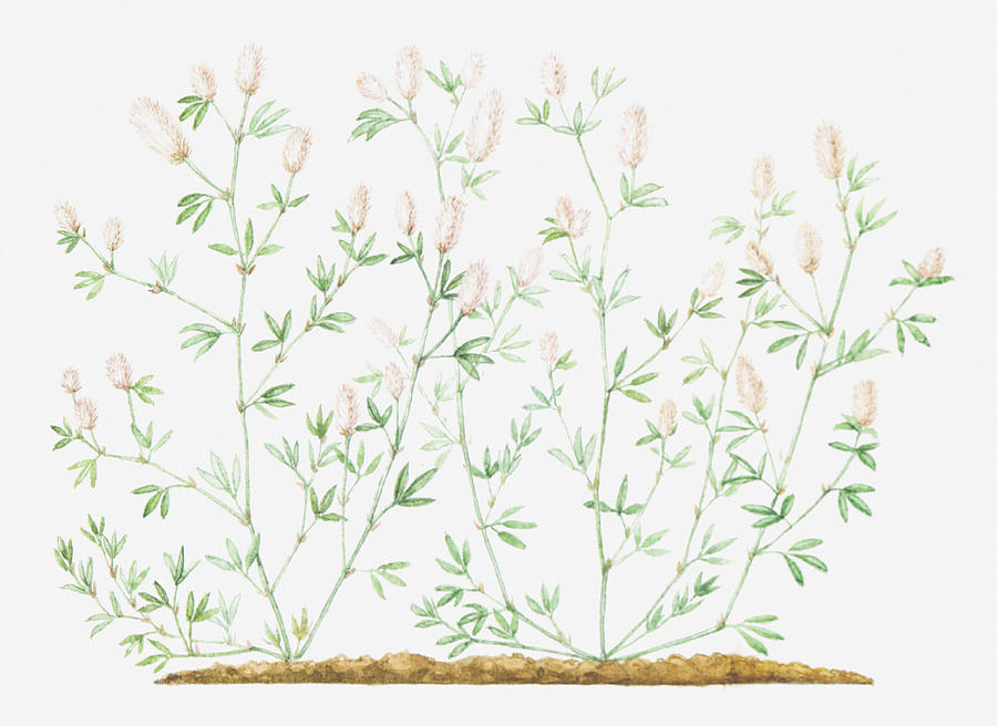 Illustration Of Trifolium Arvense (hares Foot Clover) Digital Art by Helen Senior