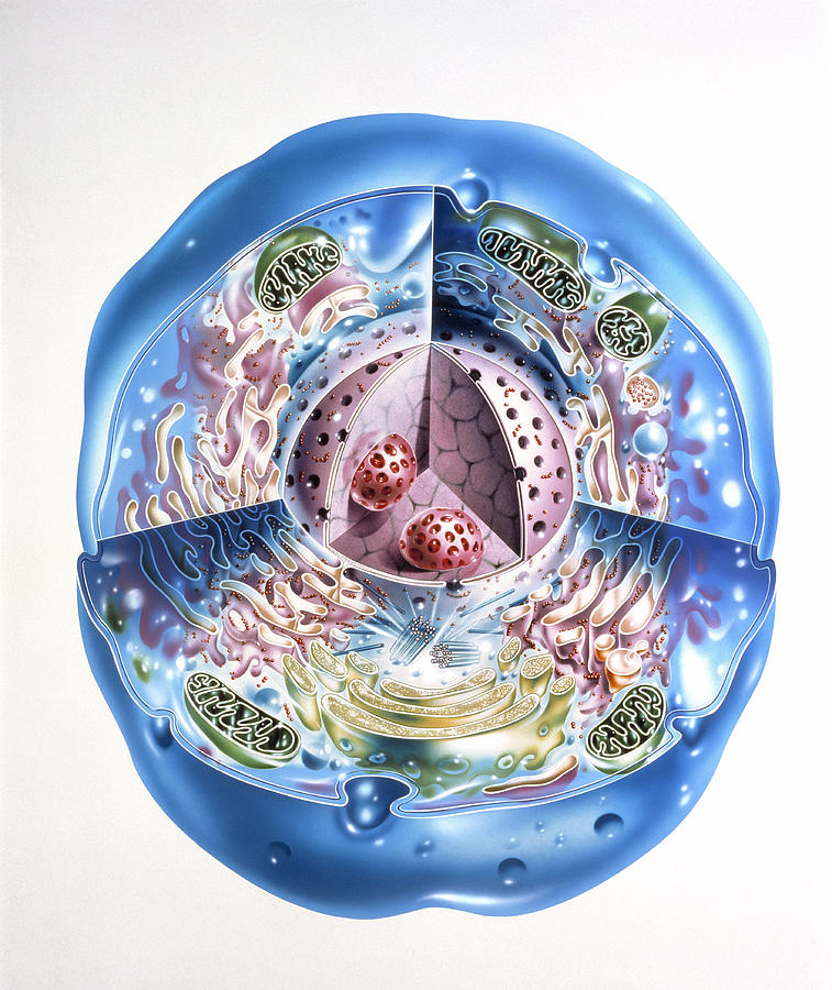 Nucleus Photograph - Illustration Of Ultrastructure Of Human Cell by John Bavosi