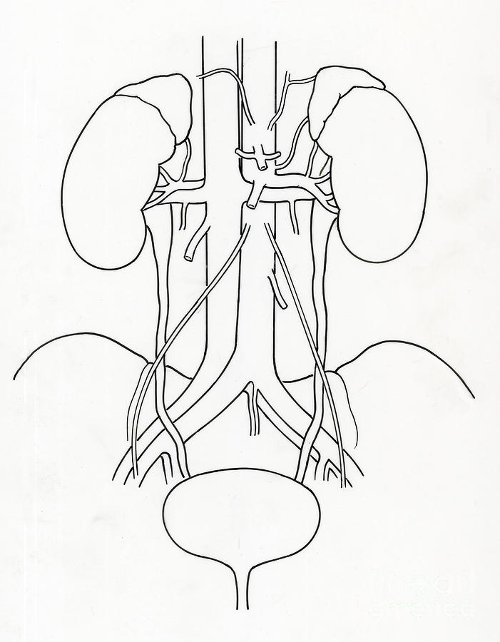 Illustration Of Urinary System Photograph by Science Source