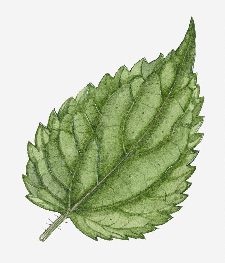 Illustration Of Urtica Dioica (stinging Nettle) Leaf Showing Stinging