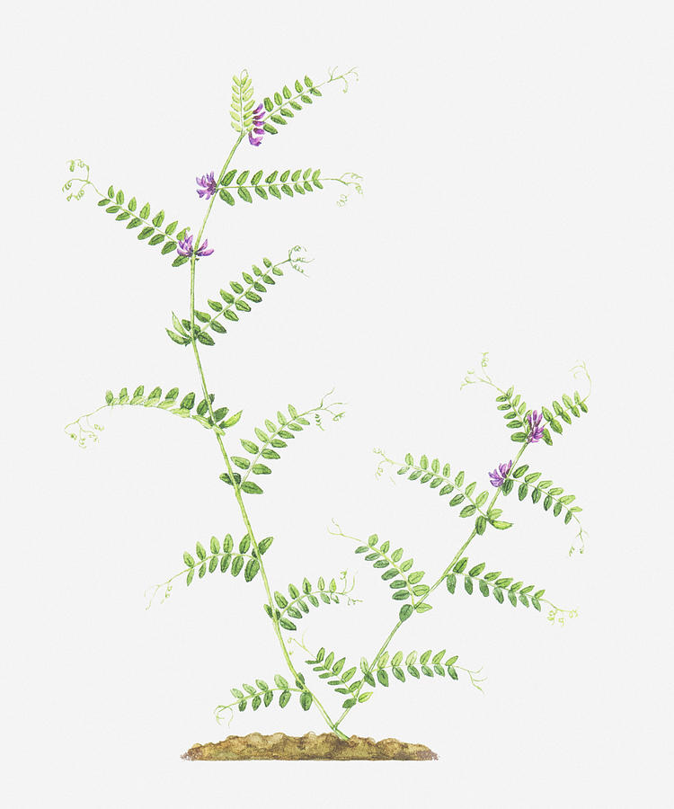Illustration Of Vicia Sepium (bush Vetch), Branched Stems With Leaves And Tiny Purple Flowers Digital Art by Helen Senior