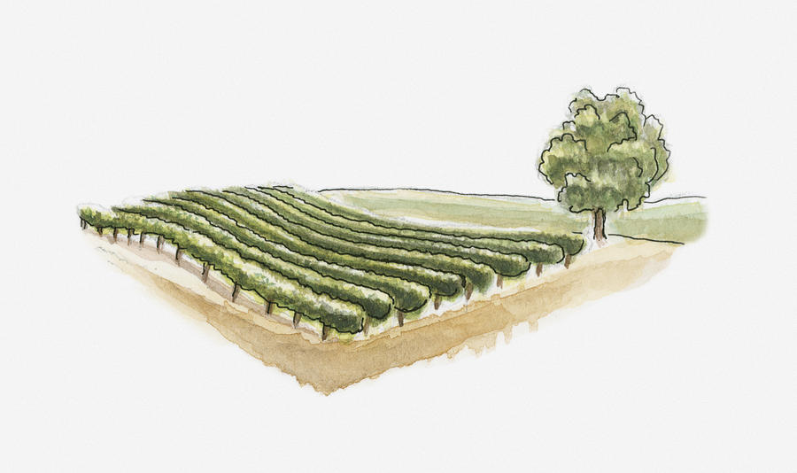 Illustration Of Vineyard At Saint-emilion, Gironde, France Digital Art by Dorling Kindersley