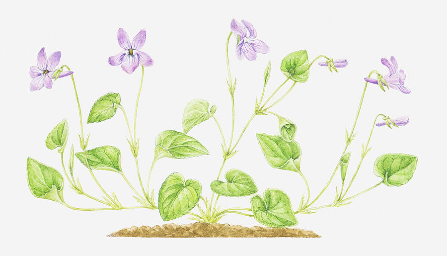 Illustration Of Viola Reichenbachiana (early Dog-violet), Purple Flowers Digital Art by Helen Senior