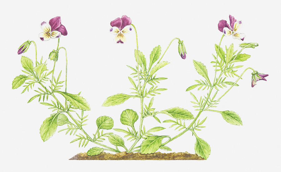 Illustration Of Viola Tricolor (wild Pansy), Wildflowers Digital Art by Helen Senior
